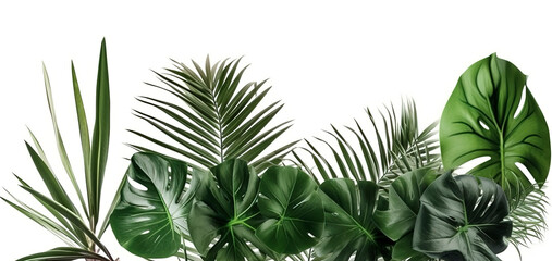 Indoor Green tropical leaves Monstera ornamental plant.