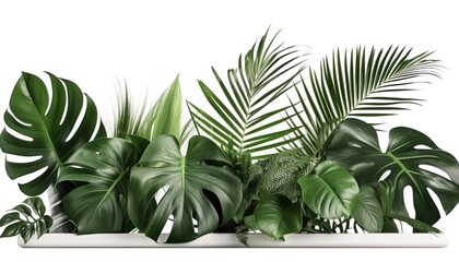 Indoor Green tropical leaves Monstera ornamental plant. - obrazy, fototapety, plakaty