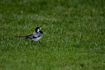 Bird on the grass