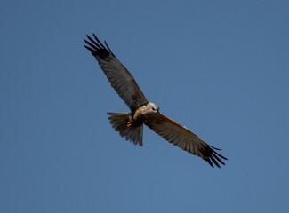 Obraz premium Eagle in flight
