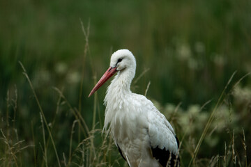 White stork in the grass