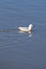 Seagull swims in calm waters of a lagoon