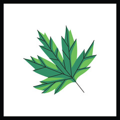Vector illustration of Marijuana Leaves, Cannabis.