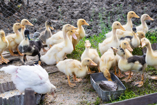 Poultry, group of small farm raised ducks