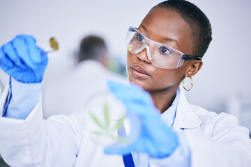 Black woman, lab and medical marijuana bud with dish, leaf and check growth, science and research. African female scientist, weed and inspection for pharmaceutical innovation, development or CBD oil