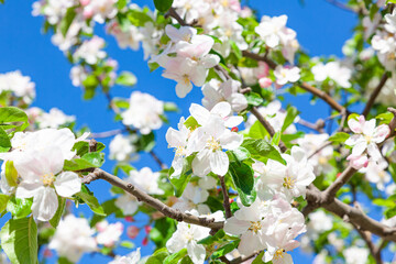 Blooming spring cherry tree against the blue sky.