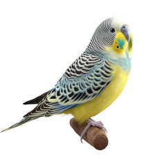 yellow budgie sits on a wooden stick isolated on transparent background, generative ai
