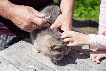 A gray cat is treated for fleas and ticks with drops