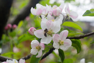 Obraz na płótnie Canvas Honeybee apple tree flowers pollination theme photo