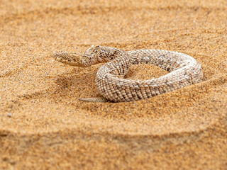 Close up of horned adder in Namib desert.
