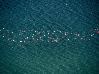 Aerial view from helicopter of pink flamingos flying over blue waters.