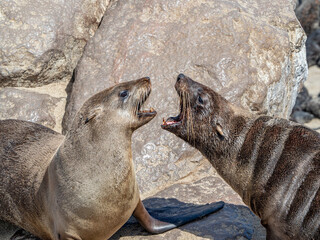 Cape Fur Seals appear to be deep in conversation with each other, or are they arguing on the coast of Nambia?