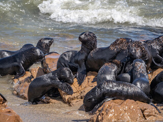 Cape Fur Seal babies playing on the coast of Namibia