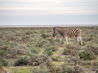 Fototapeta na wymiar Plains zebras of southern Africa in green fields of Etosha National Park.