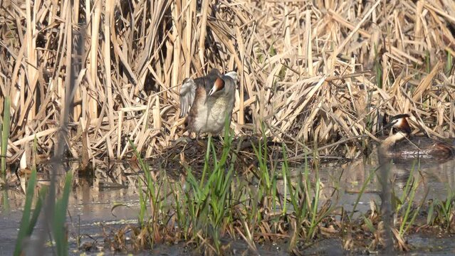 Great Crested Grebe (Podiceps cristatus). Pair of Great Grebes change each other on the nest. Waterfowl incubate eggs. Beautiful video of two birds on a floating nest among the picturesque reeds