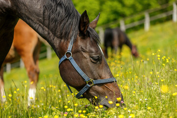 Head portrait of a brown grazing warmblood horse on a pasture in spring outdoors