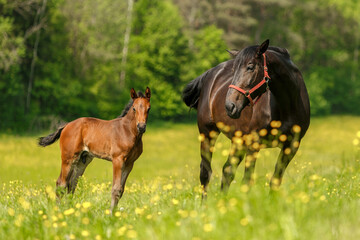 Portrait of a grazing warmblood mare with a foal on a paddock in spring outdoors