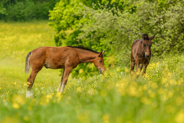 Naklejka na ściany i meble Portrait of a brown warmblood foal on a pasture in spring outdoors