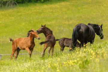 Fototapeta na wymiar Warmblood foals playing on a pasture in spring outdoors
