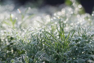 Water drops of morning dew on young parsley in early spring morning