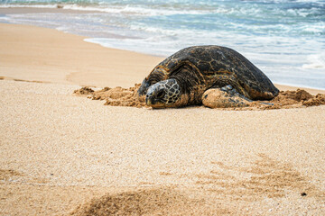 Sea Turtle resting on the sandy beach