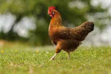 Portrait of a free range hen on a meadow in spring outdoors