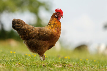 Portrait of a free range hen on a meadow in spring outdoors