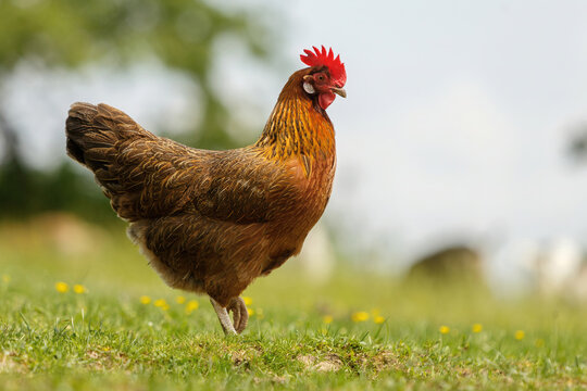 Portrait of a free range hen on a meadow in spring outdoors