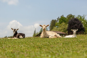 Farm animals: Portrait of a cute goat in spring on a paddock outdoors