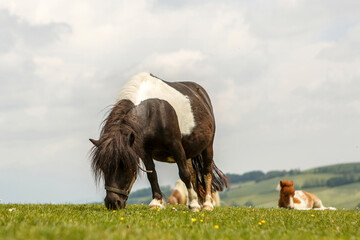 Portrait of a grazing adult shetland pony in spring outdoors