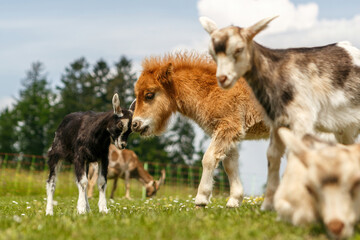 Naklejka na ściany i meble Farm life, mixed herd: Portrait of goats and a shetland pony foal interacting on a pasture in spring outdoors