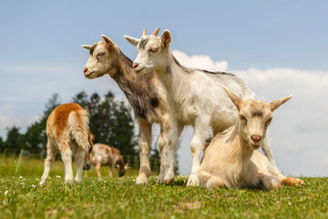 Farm life, mixed herd: Portrait of goats and a shetland pony foal interacting on a pasture in spring outdoors