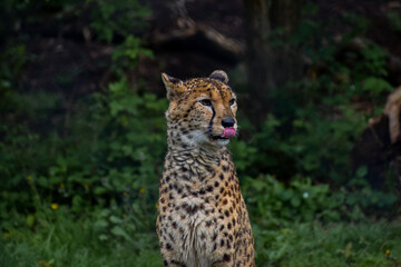 Naklejka na ściany i meble Leopard in natural wild green habitat headshot licking lips