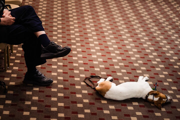 Jack Russel Terrier mit Beißschutz