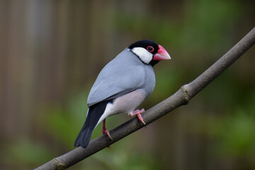 Exotic Bird finch 
