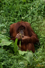 Obraz premium orangutang monkey, chimp, ape sat in grasslands jungle natural eating fruit leaves plants