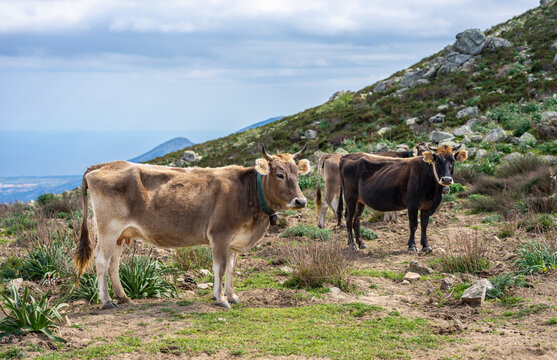 Wanderurlaub auf Sardinien, Italien: Wandern im Osten der Insel am Monte Senes - spektakuläre Ausblicke und Kühe in der Gipfelregion