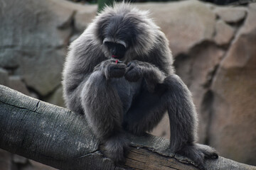 monkey gibbon ape chimp sat eating on branch