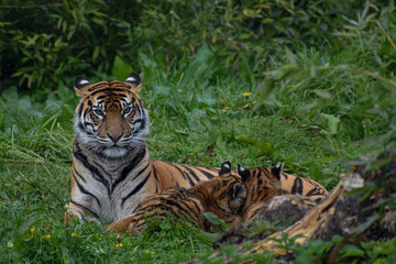 Tiger mum with baby cubs laying in natural grass green habitat