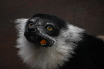 Lemur close up eating food, carrots, leaves