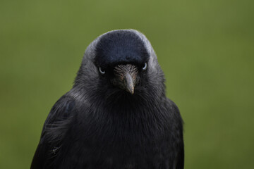 Jackdaw crow rook raven bird close up face - obrazy, fototapety, plakaty
