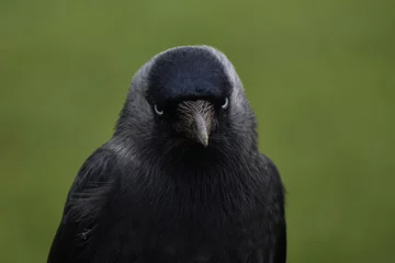 Fotobehang Jackdaw crow rook raven bird close up face © Amy