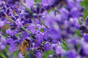 Busy bee looking for nectar in a field of lavender flowers