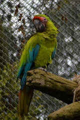 singular old large Green macaw parrot perched on branch