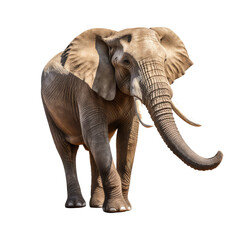 elephant on a transparant background, PNG, Generative Ai