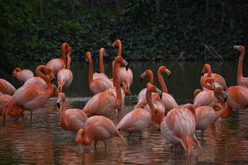 flock of pink flamingos in water