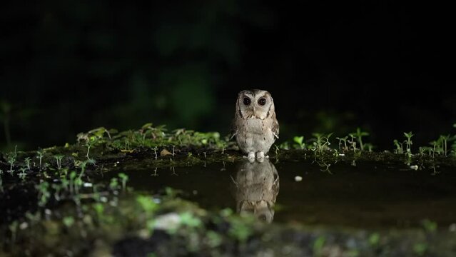Night Safari Collared scops owl drinking water in pond.