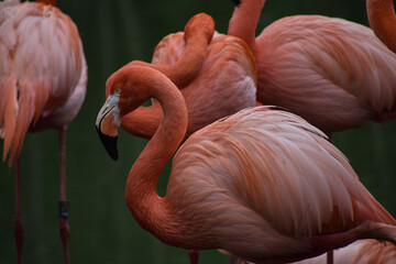 Flamingo pink exotic bird in crowd flock