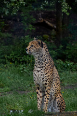 Leopard in natural wild green habitat headshot