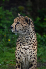 Naklejka na ściany i meble Leopard in natural wild green habitat headshot